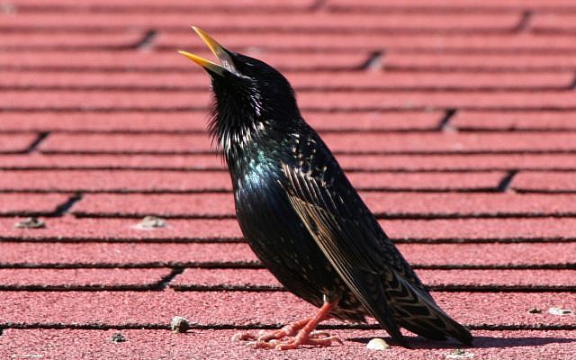 Adult male starling singing. (CC BY, David Corby/ Wikimedia Commons) Adult male starling singing. (CC BY, David Corby/ Wikimedia Commons)