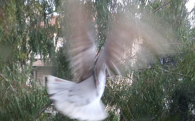 The miracle of flight (courtesy)
