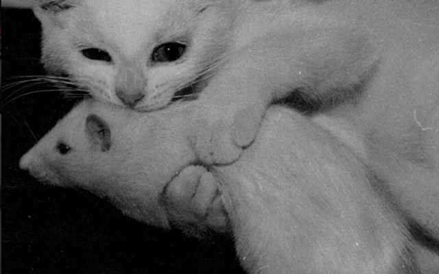 Democracy for the cat (Dan Perry photo)