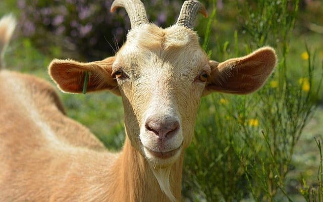 Illustrative image of a goat. (Free image, Klaus Hausmann/ Pixabay) Illustrative image of a goat. (Free image, Klaus Hausmann/ Pixabay)