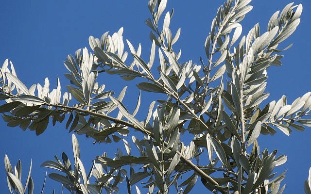 The olive branch as a sign of peace. Photo by Sari Kronish