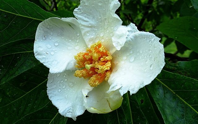 Franklinia Alatamaha at Bartram's Gardens. (courtesy)