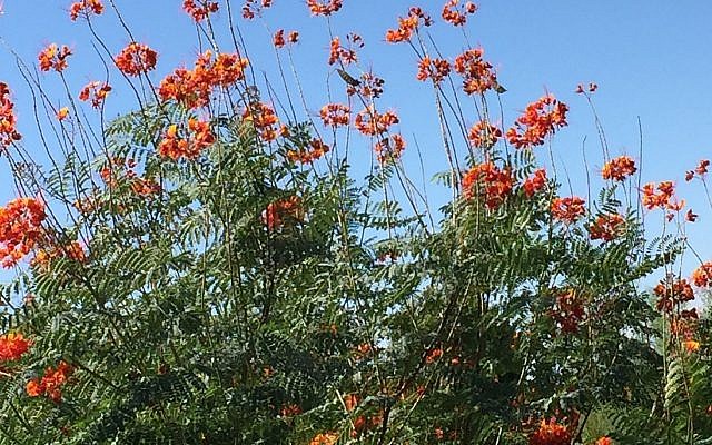 Birds of paradise in bloom before fall arrives.