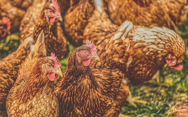 Chickens eating. (Public Domain/ Max Pixel)