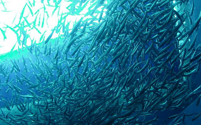 School of fish, Seattle Aquarium. (CC BY-SA, Ronincmc/ Wikimedia Commons)