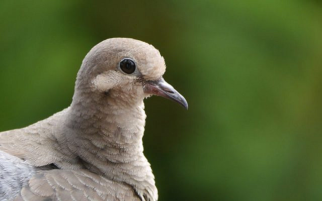 Dove(s) on the front deck at 1311 NW 10th St., Camas, WA,- 98607 - August 23, 2012