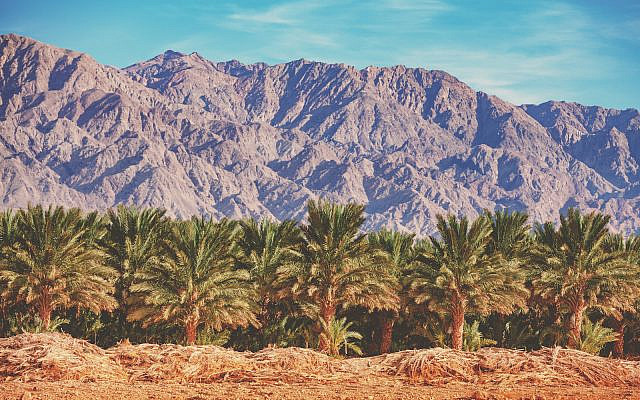 Date palm plantation on a background of mountains along the road from the Dead Sea to Eilat. (iStock) Date palm plantation on a background of mountains along the road from the Dead Sea to Eilat. (iStock)