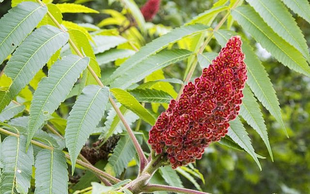 Illustrative. Sumac. (iStock)