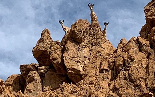 Ibex. (Courtesy, Alon Tal)