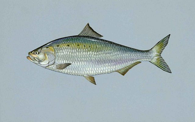 American Shad (pd via Wikipedia)