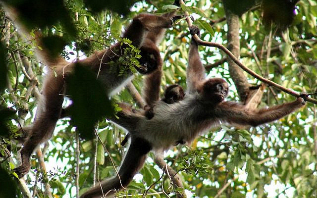 Spider monkeys. (Courtesy, This is My Earth) Spider monkeys. (Courtesy, This is My Earth)