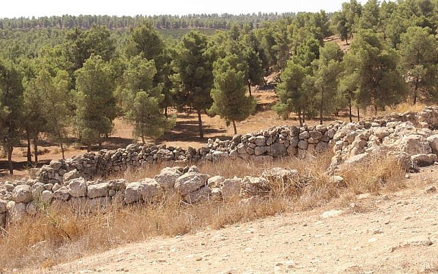 Yatir Forest, on the edge of the Negev. (Wikimedia Commons)