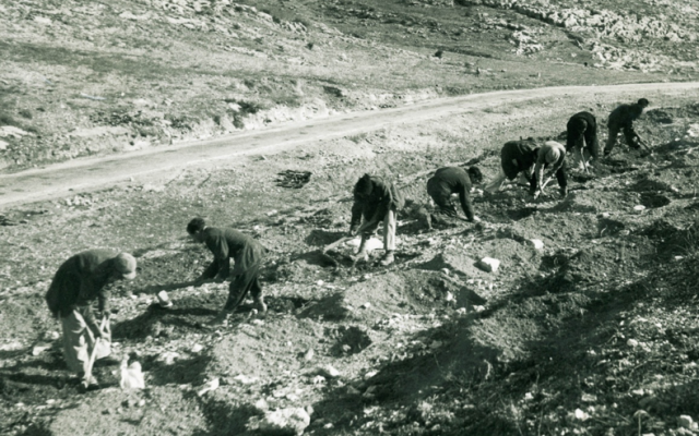 New immigrants, planting new forests in the Judean Hills. (courtesy, KKL photography archive)