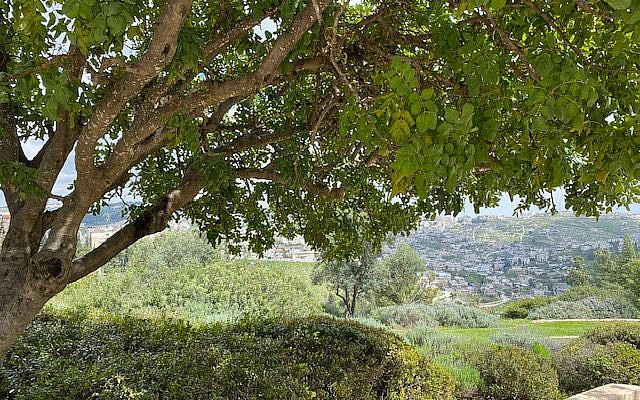 The Peace Forest in Jerusalem