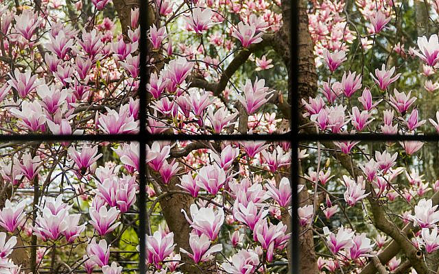 Sweetbay Magnolia at my desk window