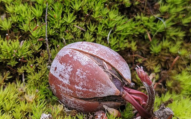 A sprouting acorn. Credit: Rachel Sharansky Danziger