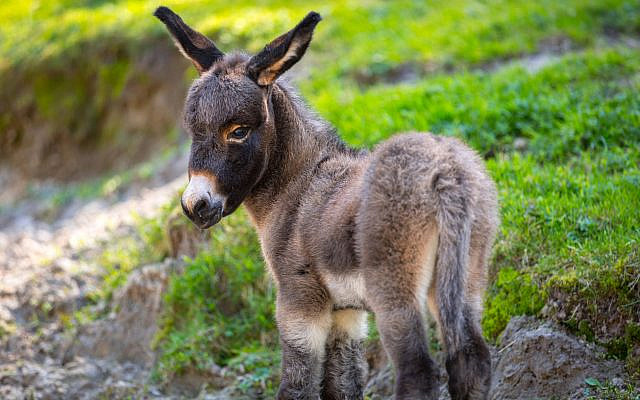'Am I not the same donkey you ride every day? Have I been in the habit of doing thus (talking)?' in Numbers 22:30. (iStock)