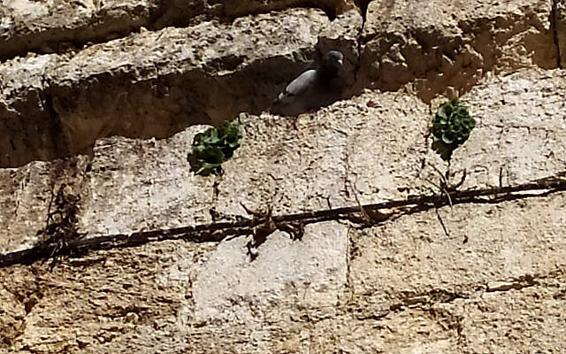 Pigeons in the cleft of the rocks at the Western Wall. Photo by Ruthi Soudack