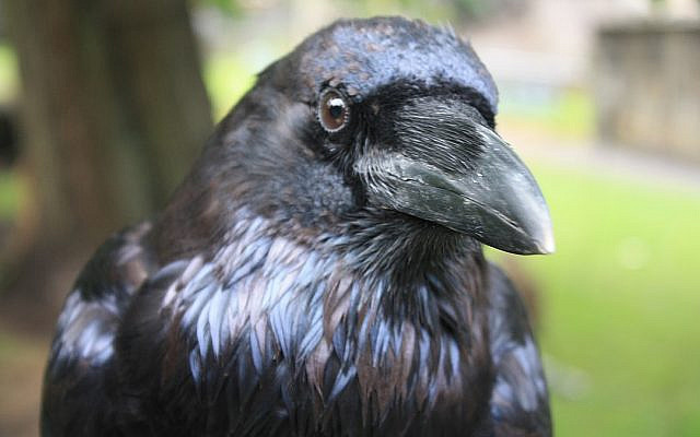 Raven. (CC BY-SA, Stephencdickson/ Wikimedia Commons)