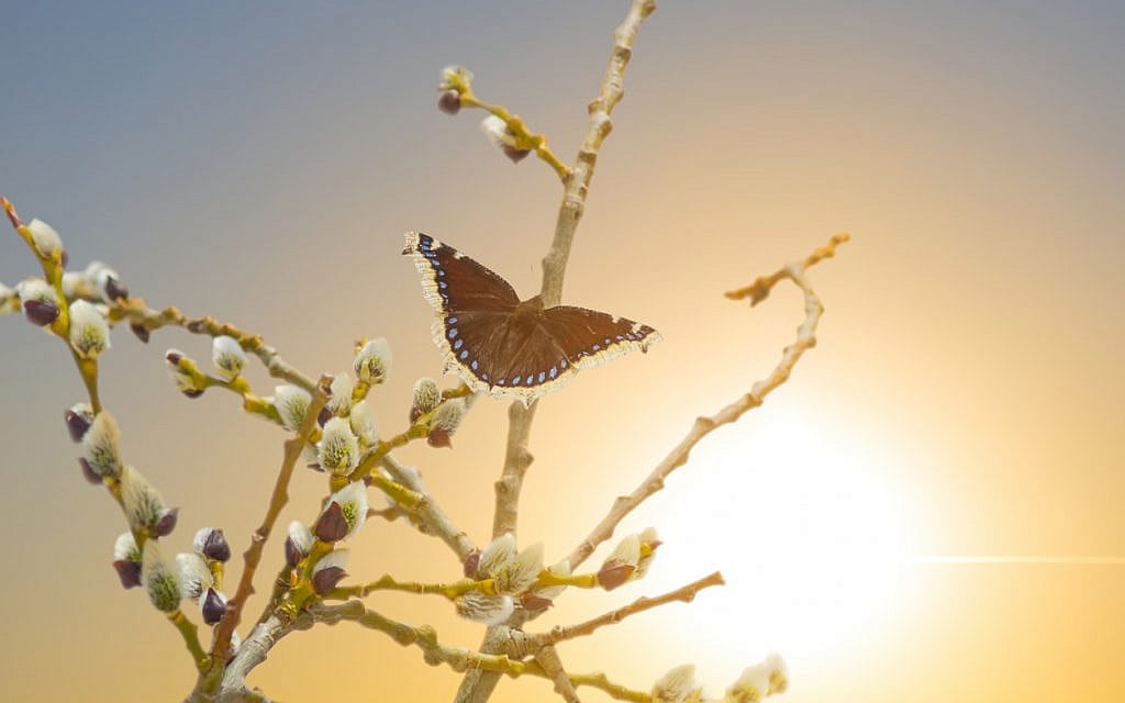 Butterfly. (iStock)