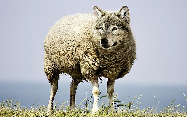 The metaphor of the wolf in sheep’s clothing is a symbol of the fact that discernment is extremely necessary along the path to wisdom [Image by Sarah Richter from Pixabay]