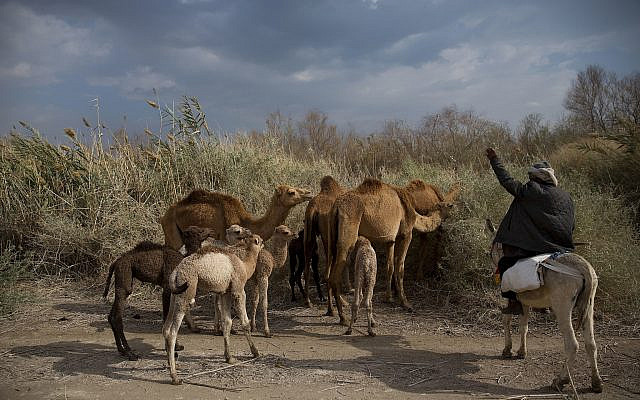 Illustrative. Bedouin camel herder Salem Rashaideh directs camels grazing near Kibbutz Kalya in the Dead Sea region of the West Bank, February 18, 2018. (AP Photo/ Oded Balilty) Illustrative. Bedouin camel herder Salem Rashaideh directs camels grazing near Kibbutz Kalya in the Dead Sea region of the West Bank, February 18, 2018. (AP Photo/ Oded Balilty)