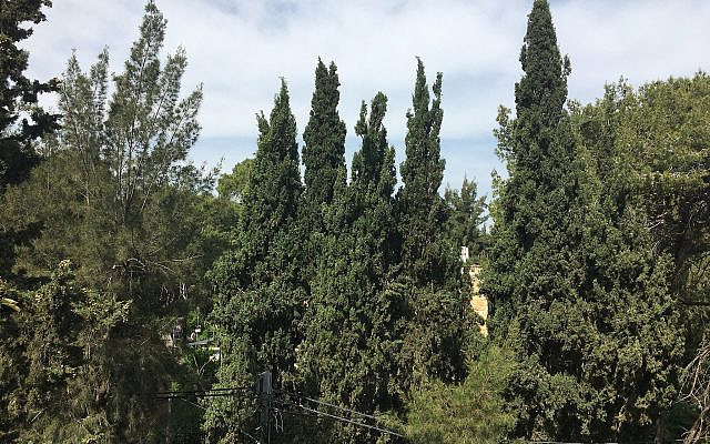 Summer Trees