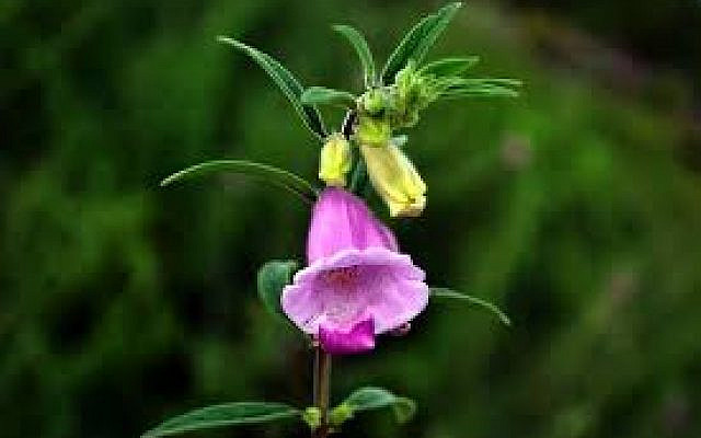 Sesame Flower