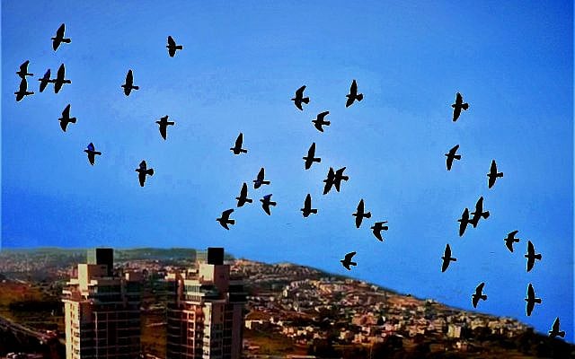 Photo montage: Shira Pasternak Be’eri, after tunaolger, Pixabay.com