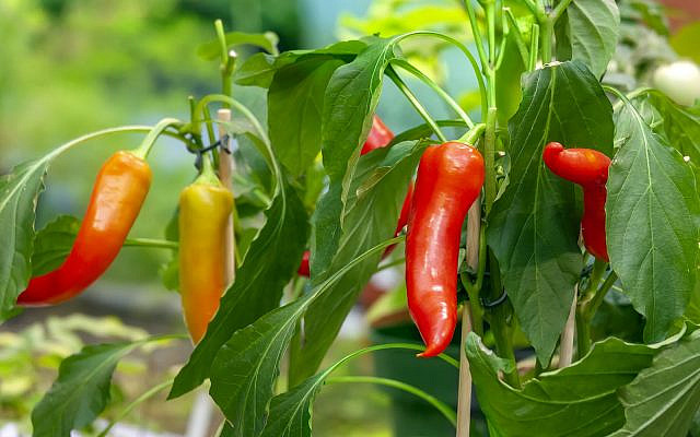 Alas, Audry will never graduate pepper school with honors. (iStock)