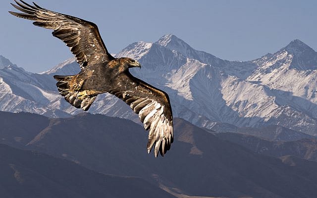 Golden eagle, flying, with Tien Shan mountains in the background near Bishkek, Kyrgyzstan. (iStock)