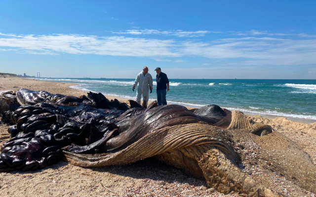 Author with Dr. Roni King, during autopsy of a young fin-whale washed up on Israel's contaminated Nitzanim beach. Sunday, Feb. 21, 2021 (Courtesy)