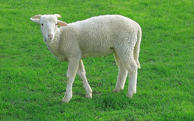 https://commons.wikimedia.org/wiki/File:Lamb_09807-a.jpg https://commons.wikimedia.org/wiki/File:Lamb_09807-a.jpg