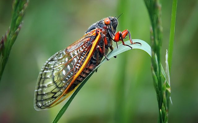 A cicada sitting on a blade of grass in western North Carolina. (WerksMedia / iStock) A cicada sitting on a blade of grass in western North Carolina. (WerksMedia / iStock)