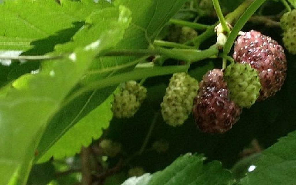 Mulberries on the tree. (Jessica Steinberg/ The Times of Israel)
