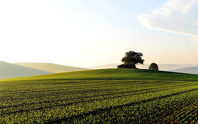 https://www.maxpixel.net/Fog-Field-Grass-Landscape-Fields-Green-Foggy-3741871