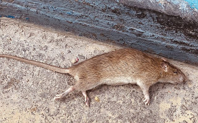 They called me a rat in Moscow. (Marc Kornblatt)
