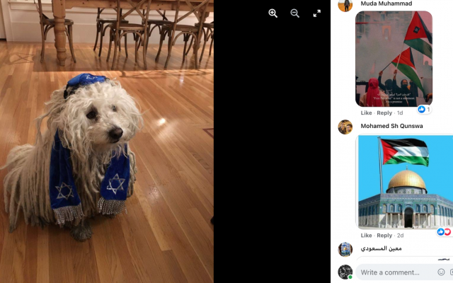 Mark Zuckerberg's post of his dog drew thousands of angry comments. (Screenshot via Jewish News and JTA) Mark Zuckerberg's post of his dog drew thousands of angry comments. (Screenshot via Jewish News and JTA)