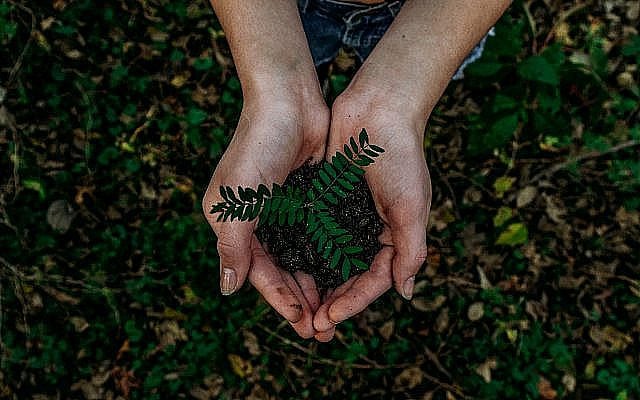 (Photo by Noah Buscher on Unsplash via Jewish News)