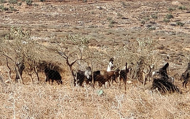 Settler from Ma'aleh Ahuvia and his flock in Dir Jarir olive grove.
