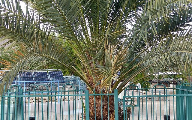 The Palm Tree Named Methuselah Grown From an Ancient Date Seed - Sura Jeselsohn