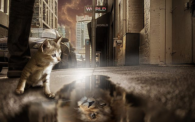 Image by Thomas Wolter from Pixabay.