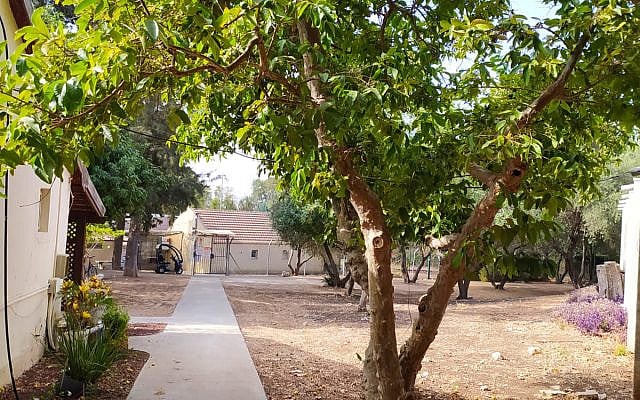 The Guava tree, September 2021