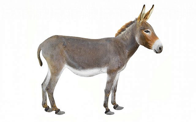 Licensed from Shutterstock