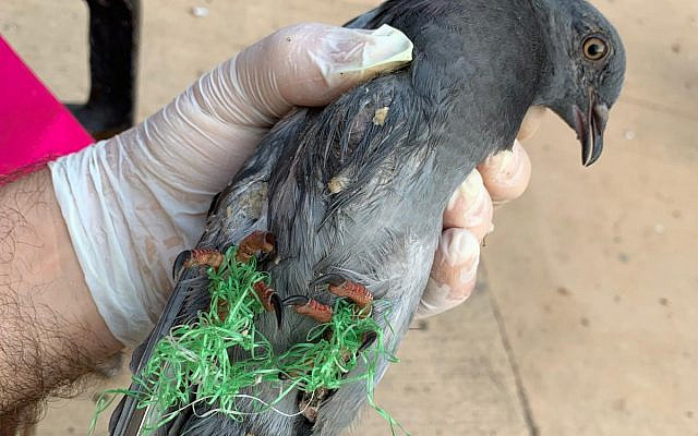 Entangled Pigeon photo by A. Goodman