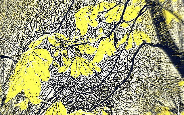 Inna Rogatchi (C). Wind in Yellow. Homage to Rabbi Jonathan Sacks. Windy Pictures series. 2020.