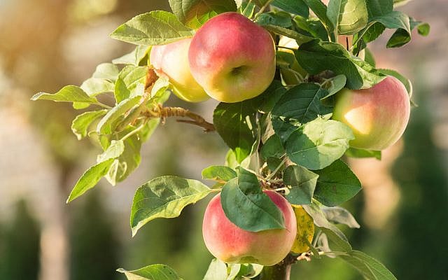 Apples on a tree. (iStock)