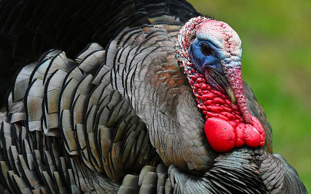 Male wild turkey (iStock)