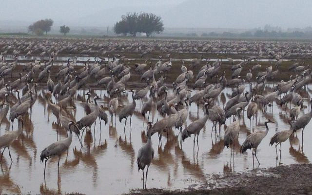 Cranes in the Hula Valley, December 2018. (Anne Gordon)