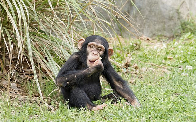 A chimpanzee sits on the grass. (iStock) A chimpanzee sits on the grass. (iStock)